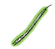 Fruits enclosed in a long, narrow capsule, 10" to 20" long