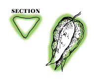 Fruits enclosed in a distinctive triangular, somewhat heart-shaped, papery pod, about 2" long
