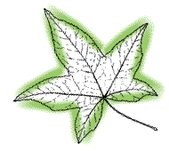 Leaf star-shaped, sides of lobes mostly straight