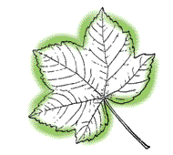 Leaf not star-shaped, sides of lobes somewhat rounded