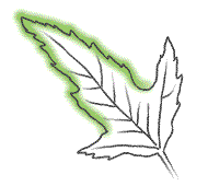 End lobe long, more than 1/2 length of leaf, leaf 1 1/2 to 3 1/2 inches long and longer than wide