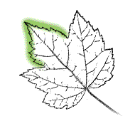 End lobe shorter, less than 1/2 length of leaf, leaf 2 1/2 to 4 inches long and as wide as long