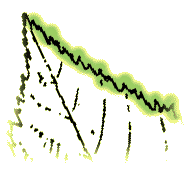 Leaf margins with small teeth between larger teeth