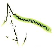 Leaf margin with all teeth about the same