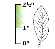 Leaf 1" to 2 1/2" long