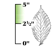 Leaf 2.5" to 5" long, shallow teeth