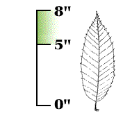 Leaf 5" to 8" long, with deeper teeth that curve toward the leaf's tip