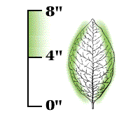 Leaves slim, 4" to 8" long and 1" to 4" broad