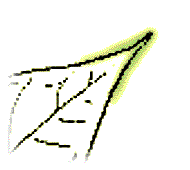 Leaf without needle-like bristle