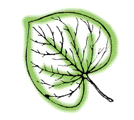 Leaf heart-shaped, with main veins branching from base