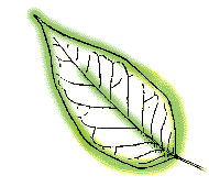 Leaf not heart-shaped, single main vein in center of leaf with other veins branching from it