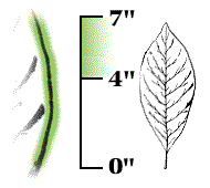 Leaf 4" to 7" long, edges somewhat wavy