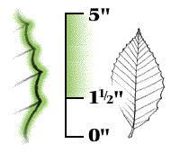 Leaf 11/2" to 5" long, edge not wavy