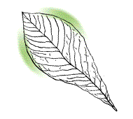 Leaf widest near tip