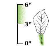 Leaves smaller, 3" to 6" long, with longer stem