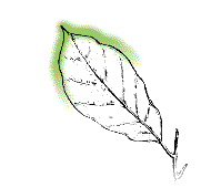 Leaf broader toward point at tip