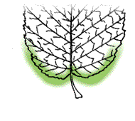 Base of leaf symmetrical