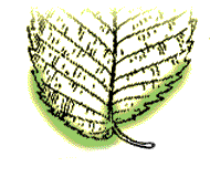 Base of leaf asymmetrical