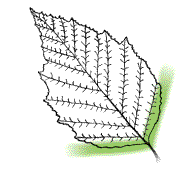 Base of leaf wedge-shaped, leaf borders at base nearly straight