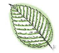 Leaf longer, oval, with more than 8 pairs of side veins