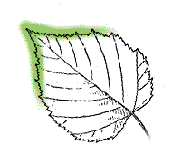 Leaf narrows toward elongate tip