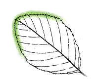 Leaf not as above