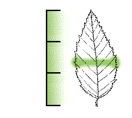 Leaf narrow, usually more than twice as long as wide