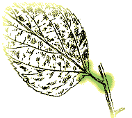 Shorter stem