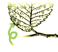 Leaf rough beneath 