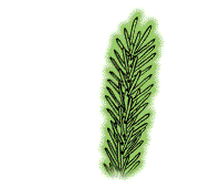Needles single, not in clusters or bundles