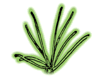 Many needles arranged in clusters of more than five