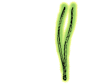 Two needles in most clusters; some clusters with three, but clusters with two needles always present