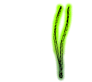 Needles yellow-green to gray-green