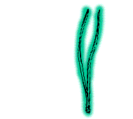 Needles blue-green