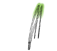 Needles brittle, snap and break cleanly when bent double