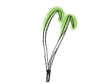 Needles flexible, bend without snapping when bent double