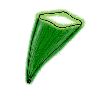 Needles dark shiny green, 4-sided but somewhat flattened, sharp but not extremely so