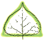 Leaf triangular with flat base, leaf with glands 