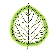 Leaf rounded, without glands