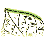 Leaf with many, fine teeth 