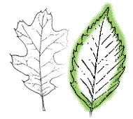 Broad, flat leaves