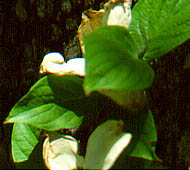 Flowering Dogwood