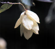 Eastern Hophornbeam
