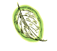 Leaf smaller, 3" to 8", elliptical