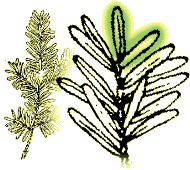 Leaves flattened