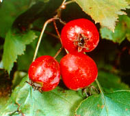 Hawthorn