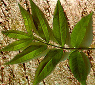 Bitternut Hickory