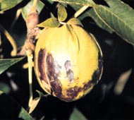 Mockernut Hickory