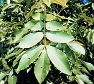 Mockernut Hickory