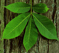Shagbark Hickory